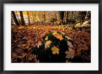 Framed Sugar Maple Leaves on Mossy Rock, Nature Conservancy's Great Bay Properties, New Hampshire