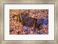 Framed Fall Leaves and Reflections, Nature Conservancy Land Along Crommett Creek, New Hampshire