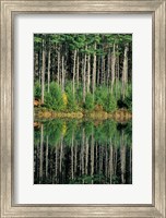 Framed Eastern White Pines in Meadow Lake, Headwaters to the Lamprey River, New Hampshire