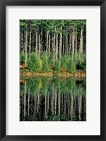 Framed Eastern White Pines in Meadow Lake, Headwaters to the Lamprey River, New Hampshire