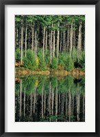 Framed Eastern White Pines in Meadow Lake, Headwaters to the Lamprey River, New Hampshire