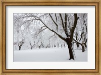 Framed Snow-Covered Maple Trees in Odiorne Point State Park in Rye, New Hampshire