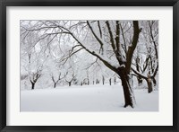 Framed Snow-Covered Maple Trees in Odiorne Point State Park in Rye, New Hampshire