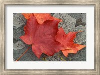 Framed Sugar Maple Foliage in Fall, Rye, New Hampshire