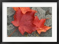 Framed Sugar Maple Foliage in Fall, Rye, New Hampshire