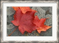 Framed Sugar Maple Foliage in Fall, Rye, New Hampshire