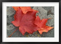 Framed Sugar Maple Foliage in Fall, Rye, New Hampshire