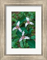 Framed Painted Trillium, Waterville Valley, White Mountain National Forest, New Hampshire