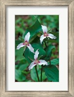 Framed Painted Trillium, Waterville Valley, White Mountain National Forest, New Hampshire