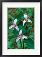 Framed Painted Trillium, Waterville Valley, White Mountain National Forest, New Hampshire