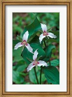 Framed Painted Trillium, Waterville Valley, White Mountain National Forest, New Hampshire