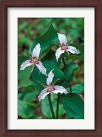 Framed Painted Trillium, Waterville Valley, White Mountain National Forest, New Hampshire