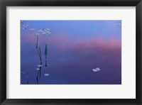 Framed Pickerelweed, Lily Pads and Reflections in Trout Pond, Freedom, New Hampshire