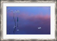 Framed Pickerelweed, Lily Pads and Reflections in Trout Pond, Freedom, New Hampshire