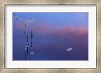 Framed Pickerelweed, Lily Pads and Reflections in Trout Pond, Freedom, New Hampshire