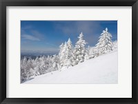 Framed Snowy Trees on the Slopes of Mount Cardigan, Canaan, New Hampshire