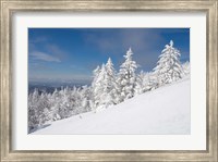 Framed Snowy Trees on the Slopes of Mount Cardigan, Canaan, New Hampshire