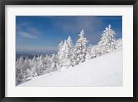 Framed Snowy Trees on the Slopes of Mount Cardigan, Canaan, New Hampshire