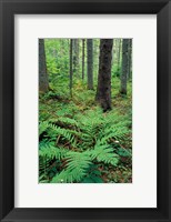 Framed Ferns in the Understory of a Lowland Spruce-Fir Forest, White Mountains, New Hampshire
