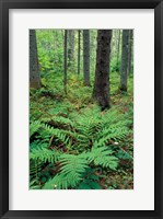 Framed Ferns in the Understory of a Lowland Spruce-Fir Forest, White Mountains, New Hampshire