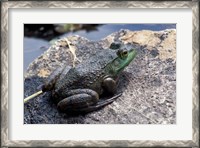 Framed Bull Frog in a Mountain Pond, White Mountain National Forest, New Hampshire