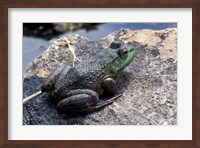 Framed Bull Frog in a Mountain Pond, White Mountain National Forest, New Hampshire