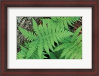 Framed Long Beech Fern, White Mountains National Forest, Waterville Valley, New Hampshire