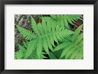 Framed Long Beech Fern, White Mountains National Forest, Waterville Valley, New Hampshire