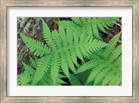 Framed Long Beech Fern, White Mountains National Forest, Waterville Valley, New Hampshire