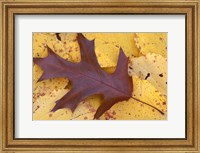 Framed Northern Red Oak Leaf in Fall, Sandy Point Trail, New Hampshire