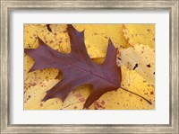 Framed Northern Red Oak Leaf in Fall, Sandy Point Trail, New Hampshire