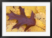 Framed Northern Red Oak Leaf in Fall, Sandy Point Trail, New Hampshire