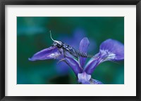 Framed Blue Flag with Caddis Fly Exoskeleton, Androscoggin River, Errol, New Hampshire