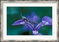 Framed Blue Flag with Caddis Fly Exoskeleton, Androscoggin River, Errol, New Hampshire