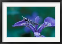 Framed Blue Flag with Caddis Fly Exoskeleton, Androscoggin River, Errol, New Hampshire