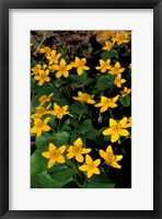 Framed Urban Forestry Center, Marsh Marigolds, Portsmouth, New Hampshire