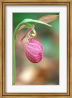 Framed Pink Lady's Slipper near Woodman Brook, Durham, New Hampshire