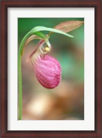 Framed Pink Lady's Slipper near Woodman Brook, Durham, New Hampshire