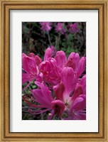 Framed Rhododendron, Old Bridle Path, White Mountains National Forest, New Hampshire