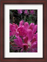 Framed Rhododendron, Old Bridle Path, White Mountains National Forest, New Hampshire