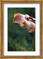 Framed Flowering Pitcher Plant in a Bog, Cherry Pond, Jefferson, New Hampshire