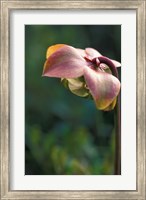 Framed Flowering Pitcher Plant in a Bog, Cherry Pond, Jefferson, New Hampshire