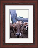 Framed Jersey Cow at the Hurd Farm in Hampton, New Hampshire
