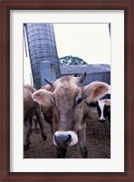 Framed Jersey Cow at the Hurd Farm in Hampton, New Hampshire