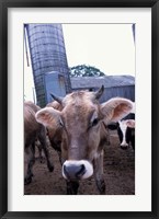 Framed Jersey Cow at the Hurd Farm in Hampton, New Hampshire