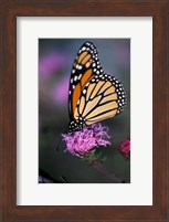 Framed Monarch Butterfly on Northern Blazing Star Flower, New Hampshire