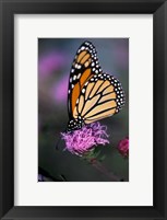 Framed Monarch Butterfly on Northern Blazing Star Flower, New Hampshire