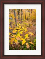 Framed Northern Hardwood Forest, New Hampshire