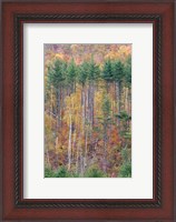 Framed White Mountains in Fall, New Hampshire