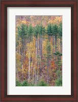Framed White Mountains in Fall, New Hampshire